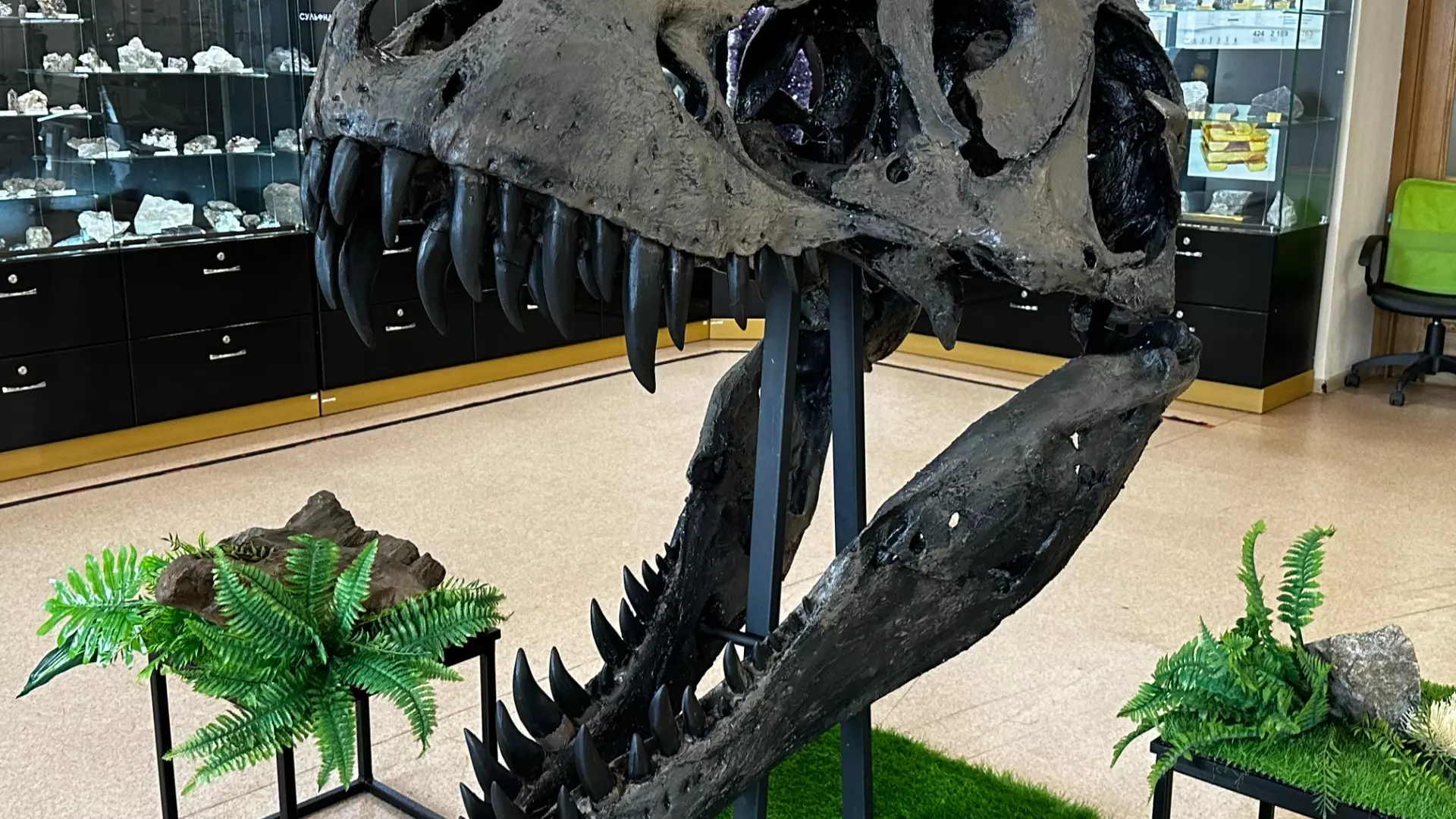 В Красноярске показали череп тираннозавра