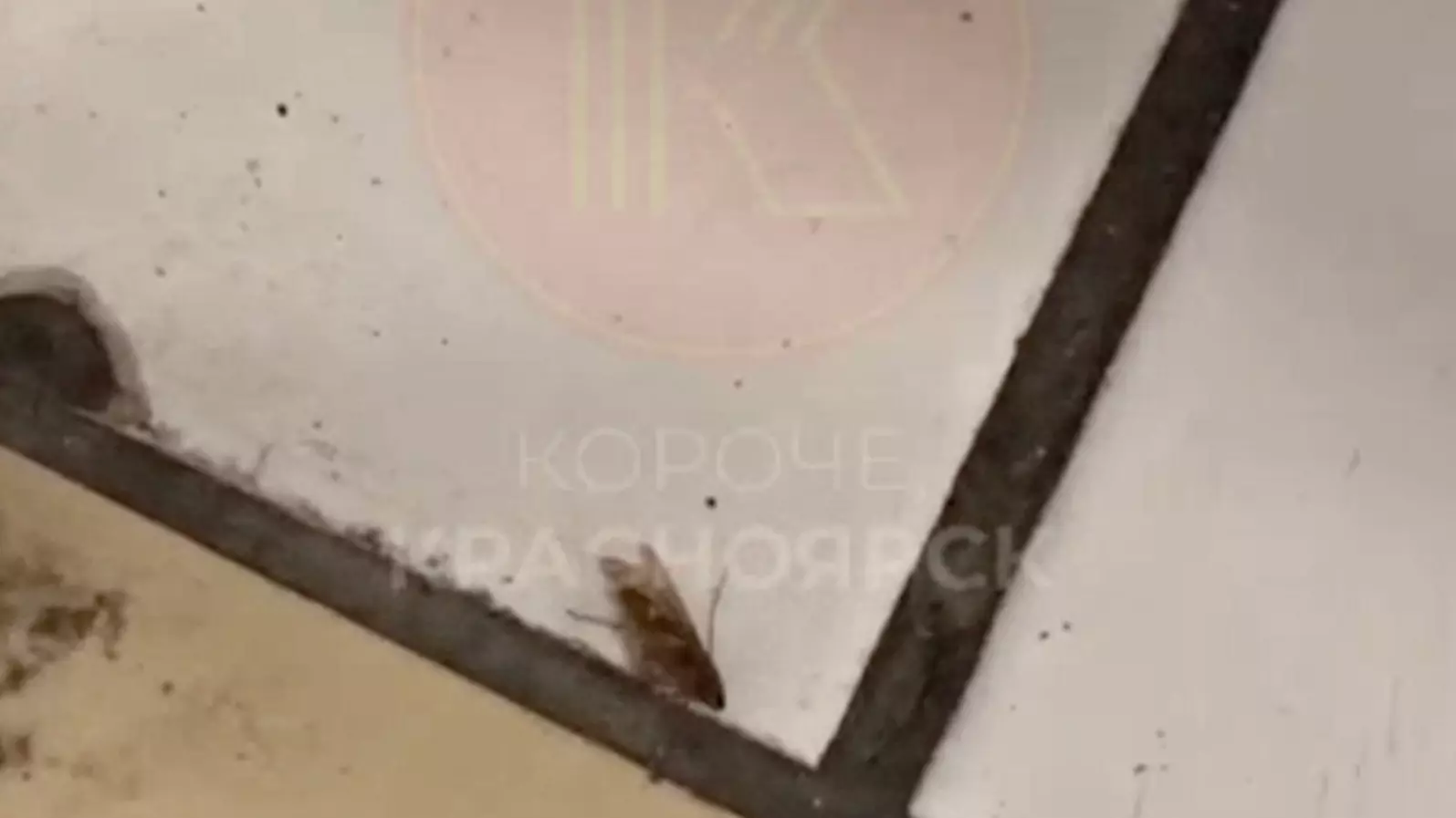В Красноярске ученики школы №155 жалуются на тараканов