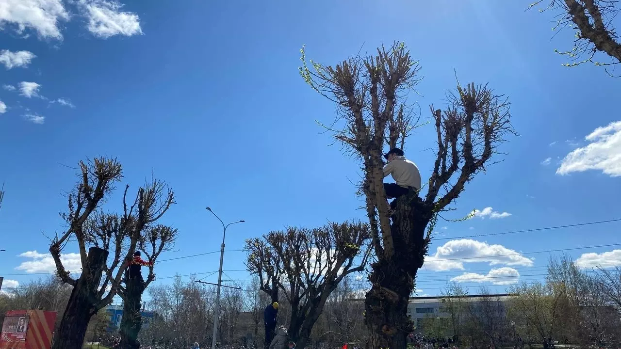 Красноярцы забрались на деревья на Красрабе, чтобы увидеть парад