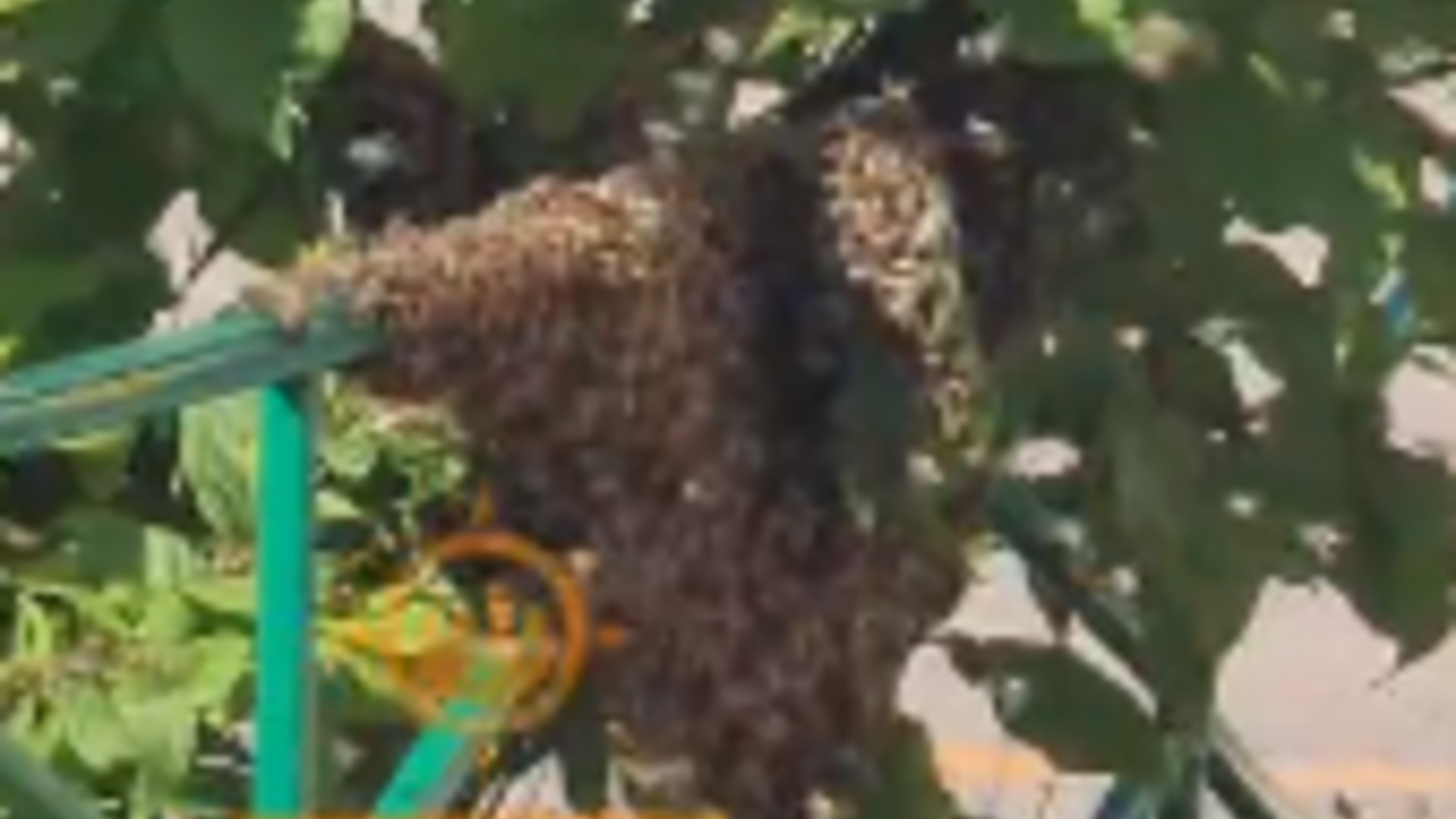 В Красноярске огромный рой пчел занял детскую площадку под улей