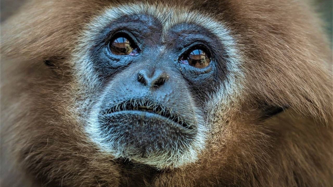 В красноярском зоопарке показали обезьяну, которой исполнилось 42 года