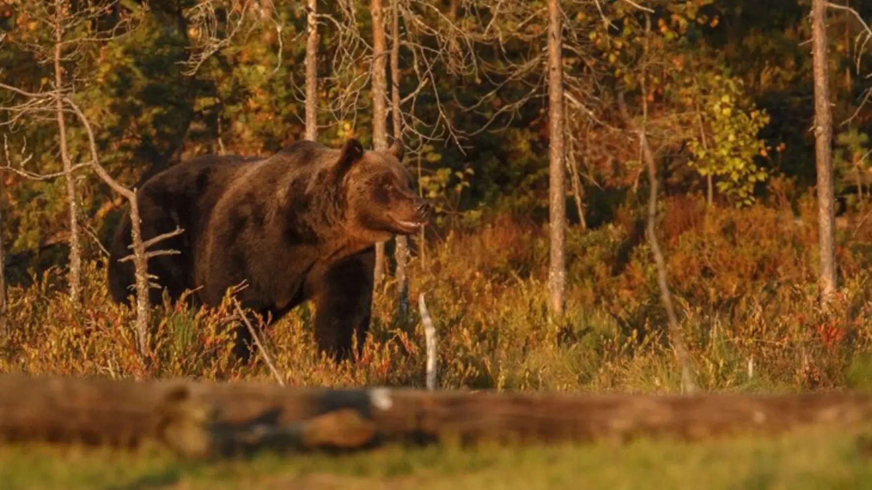 Вблизи сел под Красноярском заметили медведя