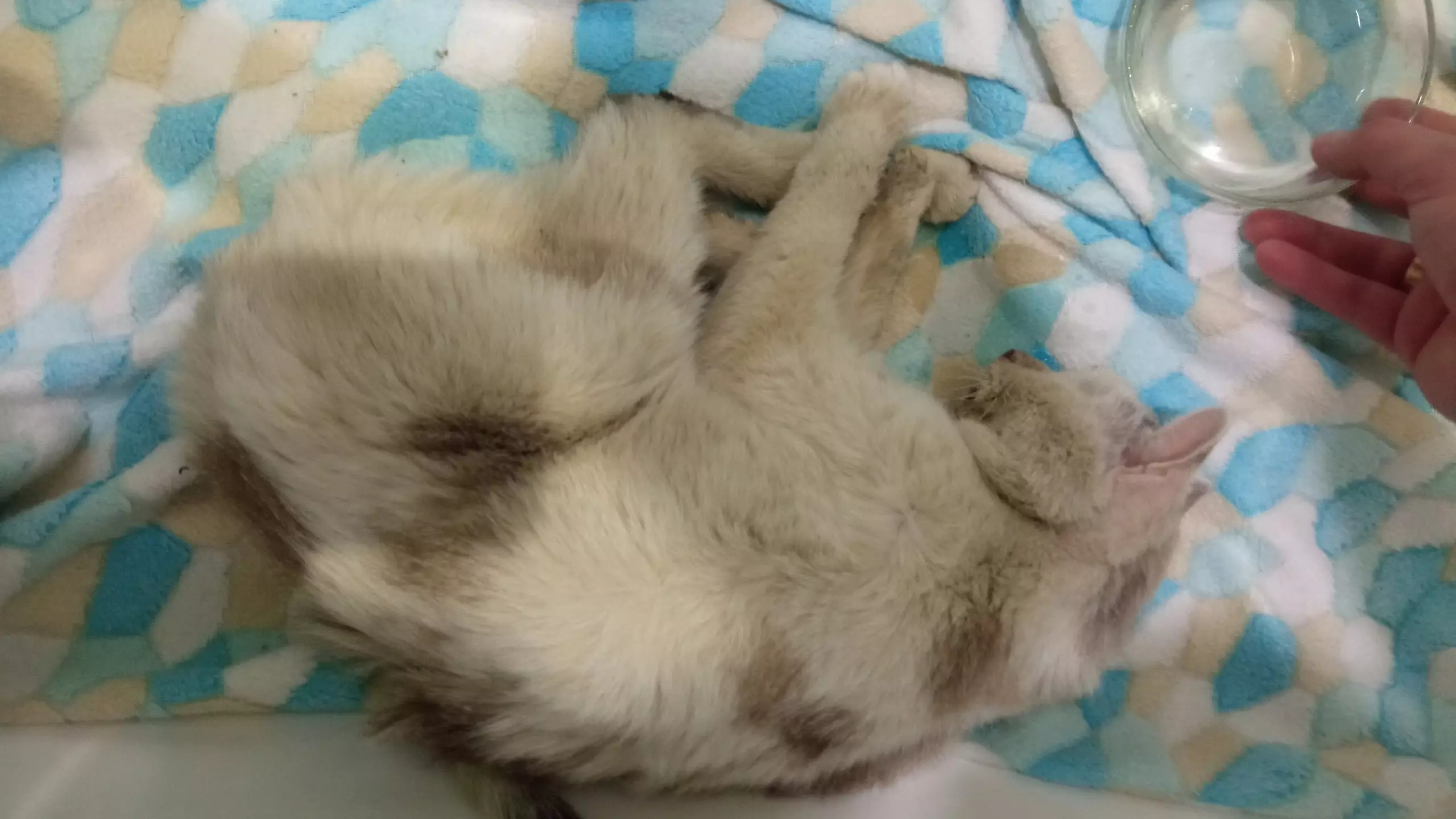 Красноярцу грозит три года колонии за умершего от обезвоживания кота