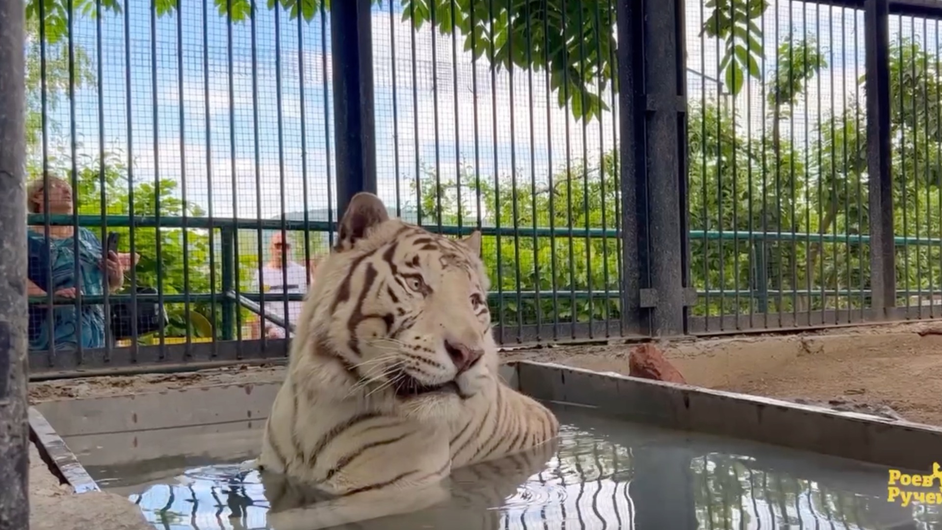Тигр из красноярского зоопарка спасается от жары в бассейне. Не завидуйте!