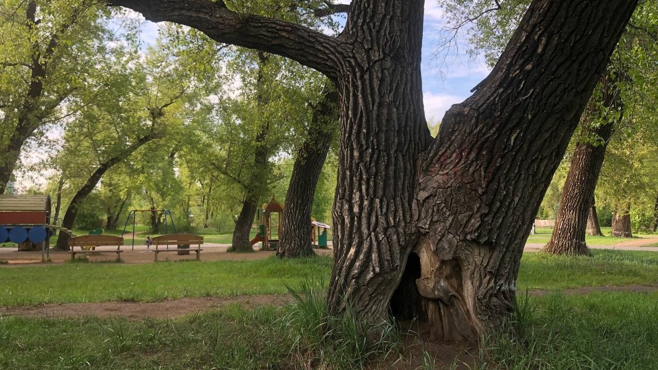 На острове Татышев спилят два десятка деревьев