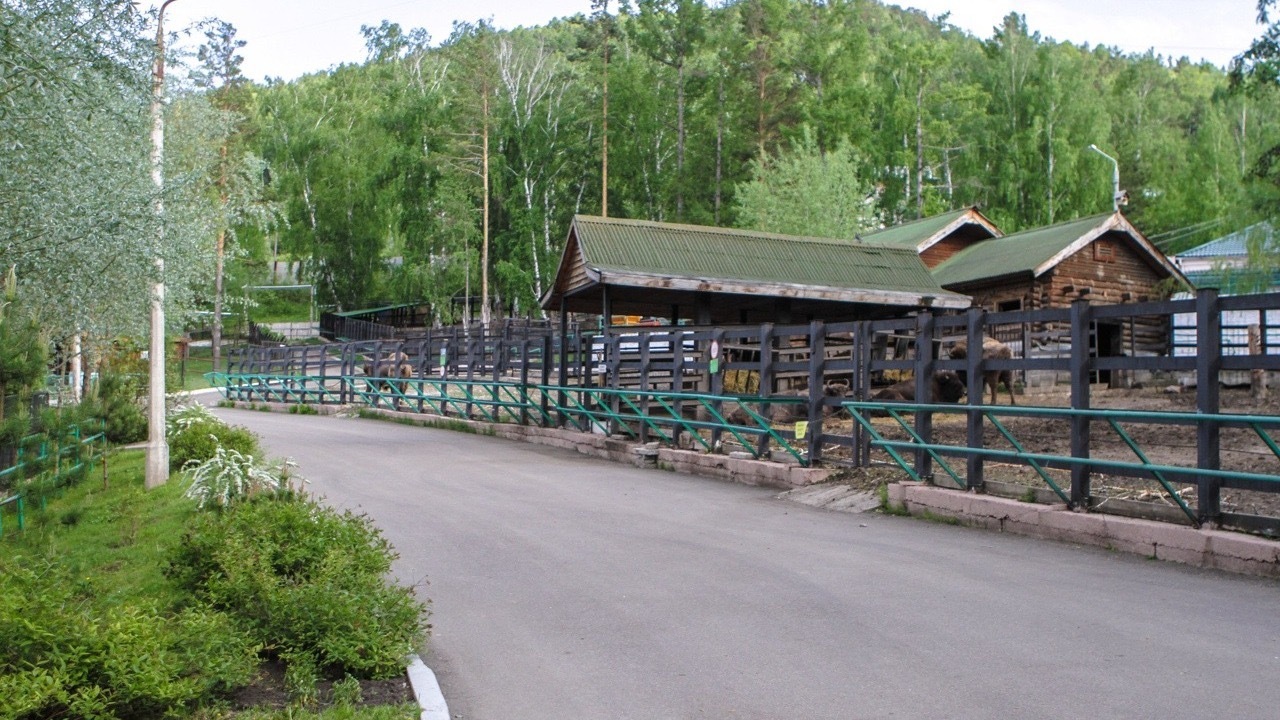 В Красноярске из зоопарка «Роев ручей» снова эвакуировали посетителей