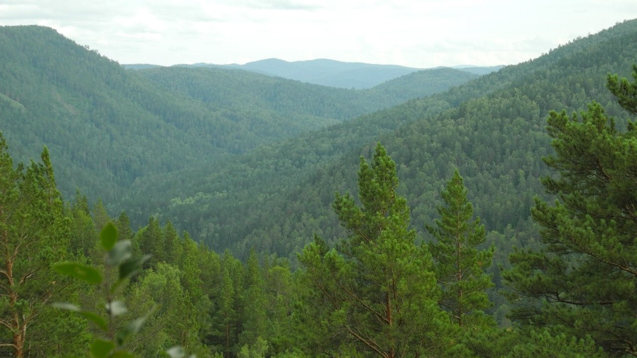 С начала 2023 года в лесах Красноярского края потерялось более 60 человек