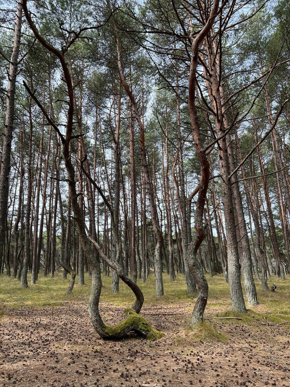 Необычные деревья в «Танцующем лесу»