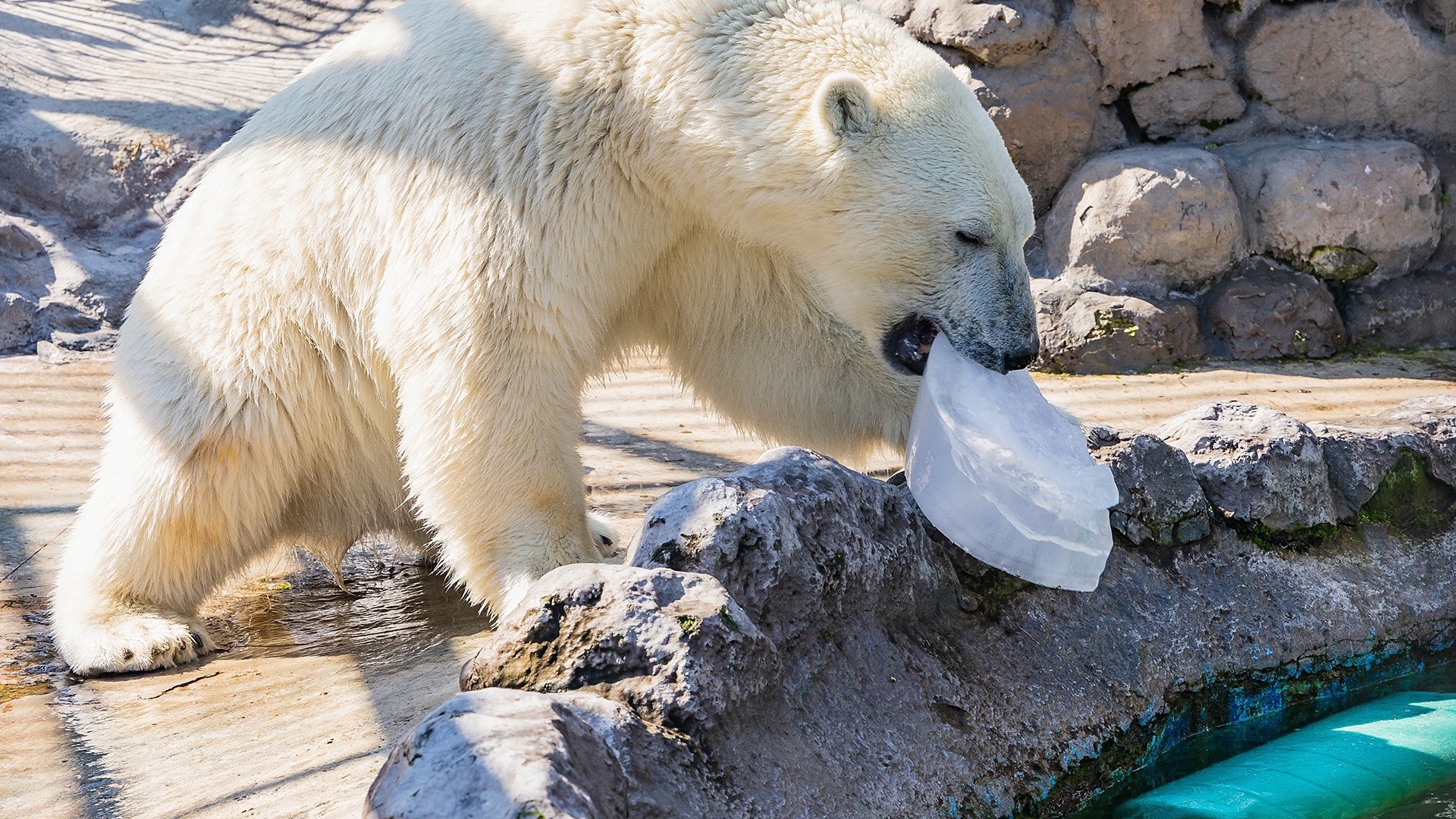 В красноярском зоопарке показали игры белого медведя со льдинкой