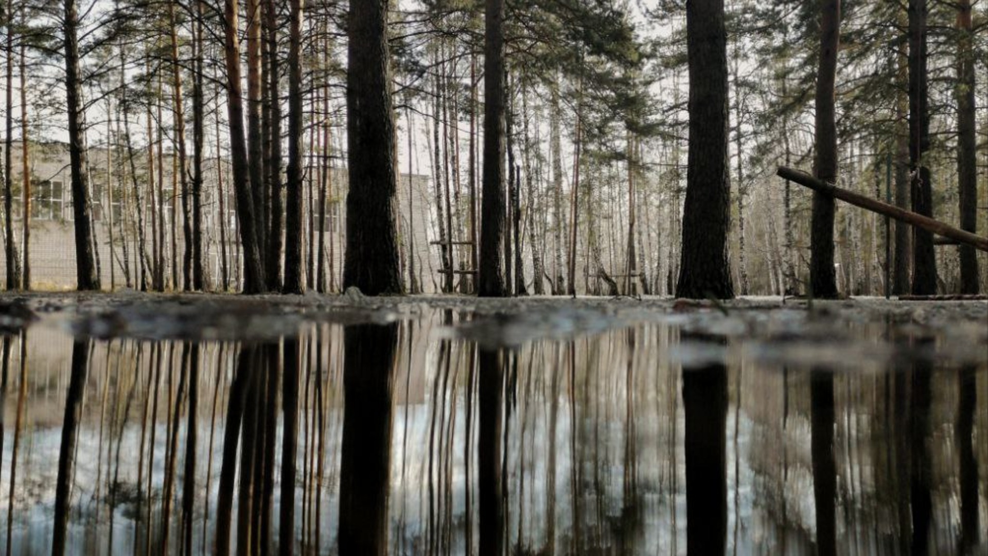 В Красноярске благоустроят лес от Свободного до Киренского