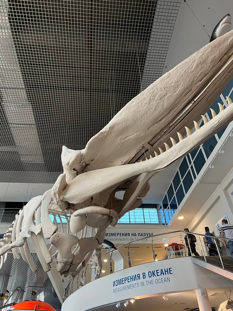 Скелет кашалота в «Музее Мирового океана»