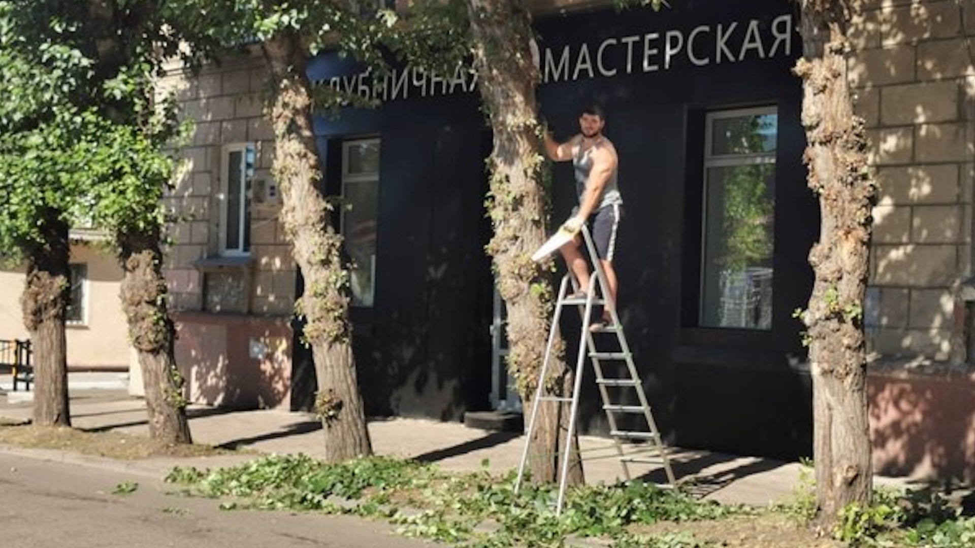 Красноярец обрезал тополь, чтобы было видно вывеску магазина