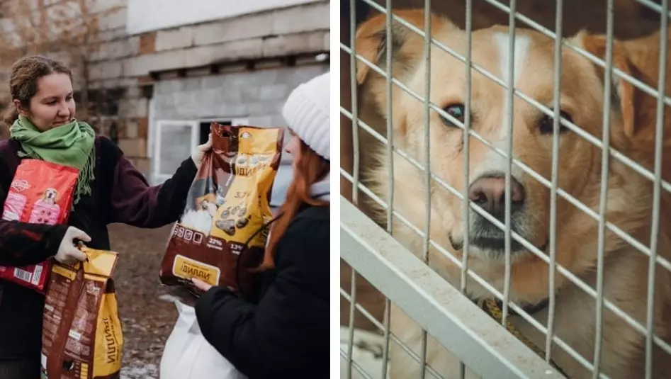 Красноярцев просят помочь бездомным кошкам и собакам едой и вещами