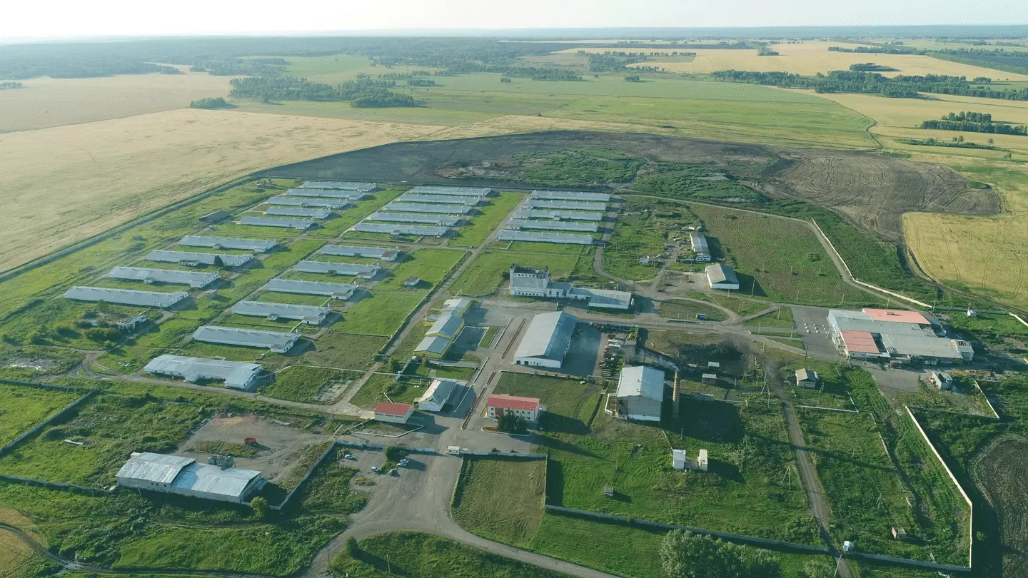 В Красноярском крае для развития двух птицефабрик выделят почти 1,7 млрд рублей