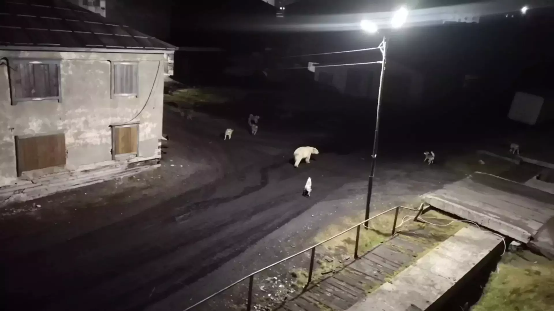 На севере Красноярского края белый медведь месяц терроризирует жителей поселка