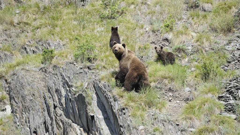 На юге Красноярского края засняли прогулку озорного медвежонка с мамой