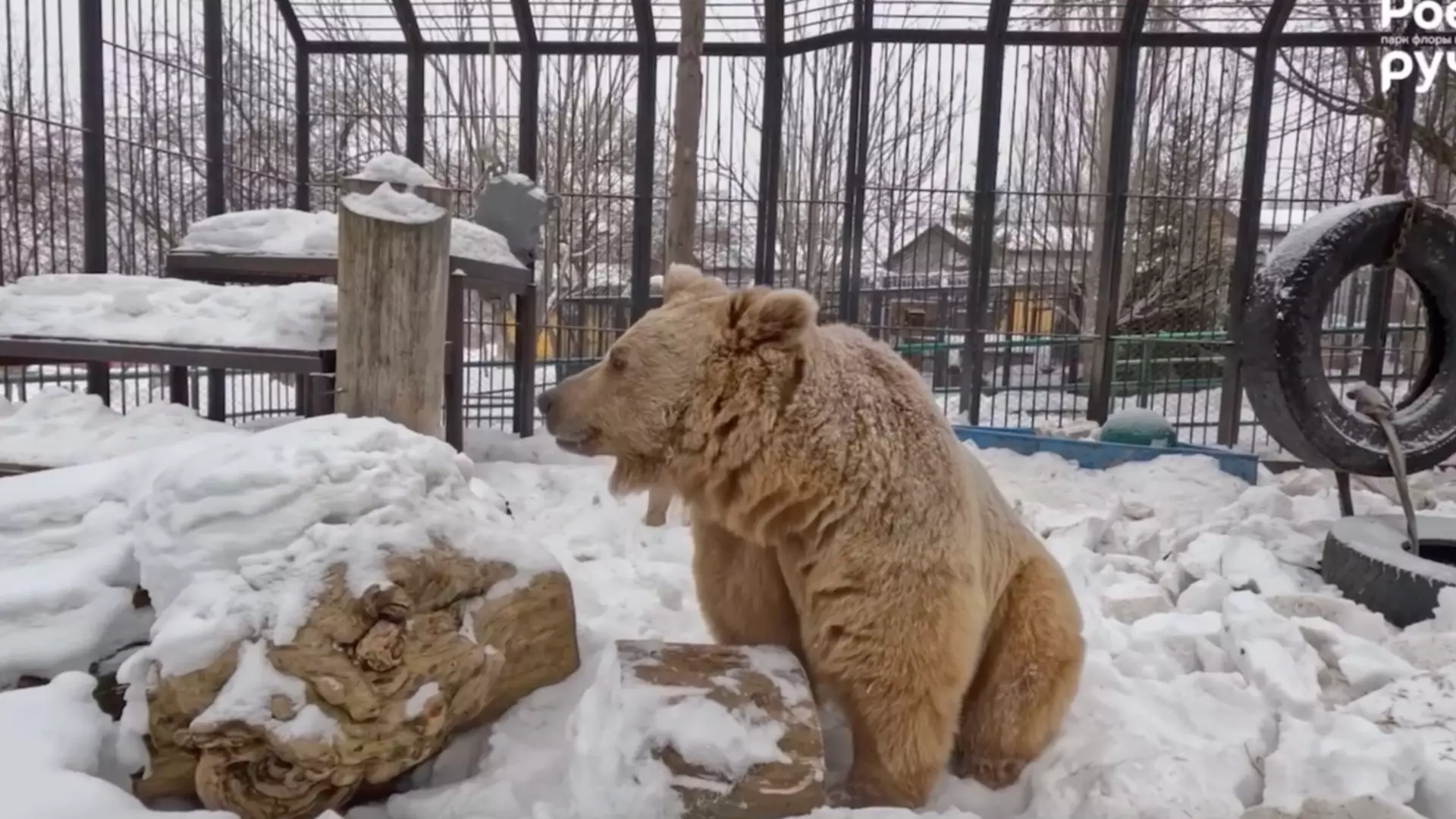 В красноярском зоопарке медведь решил, что пришла весна, и вышел из спячки
