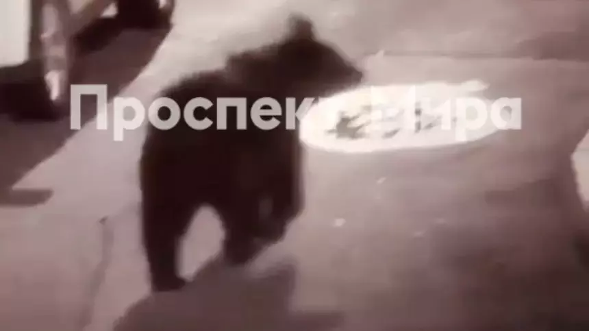 В минэкологии сообщили, что медведь ушел из Красноярска в лес