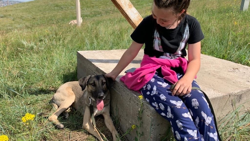 В Красноярске нашли новый дом собаке, которую вывезли на пустырь и бросили