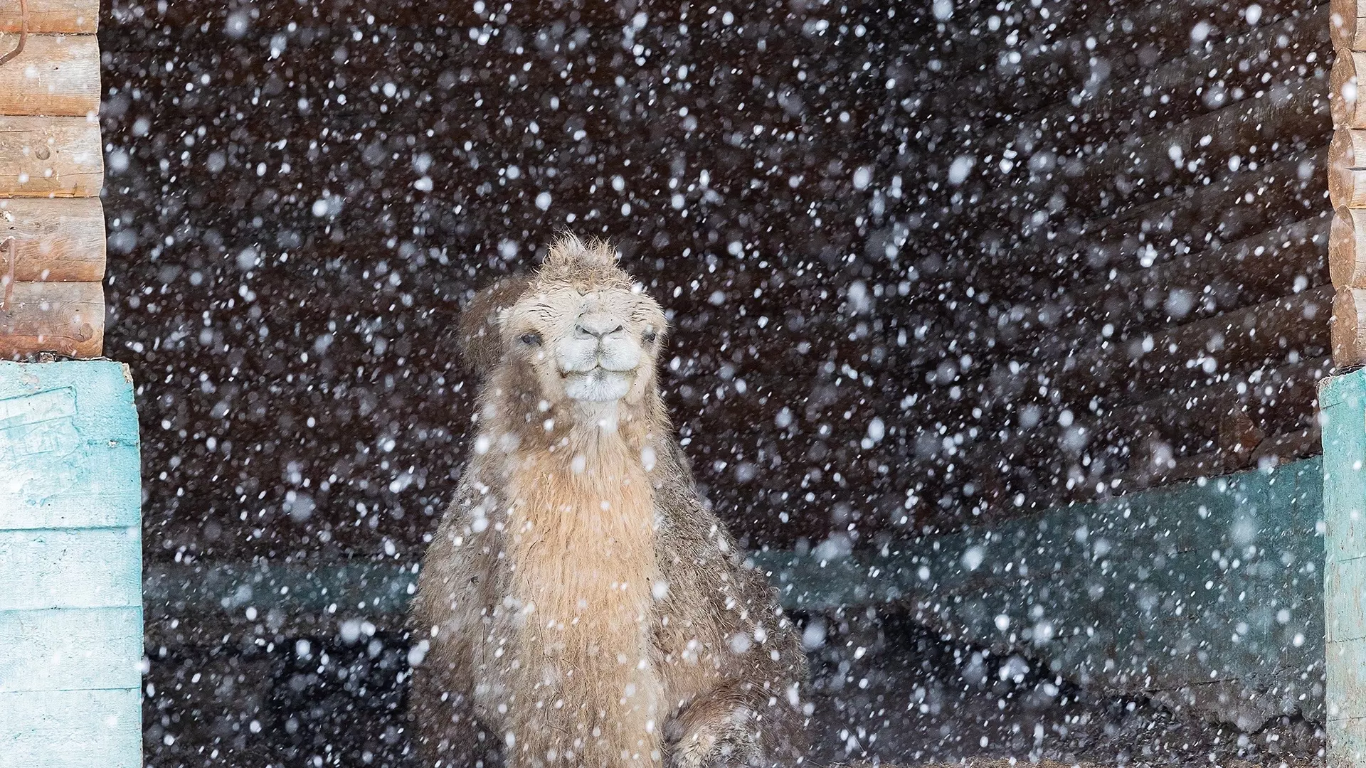 В красноярском зоопарке показали животных, которые рады снегу