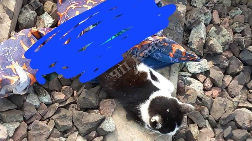 Под Канском живодёры сняли кожу с кошки и бросили её под поезд