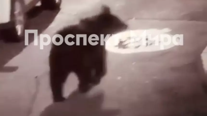 В Красноярске по дворам бегает медведь
