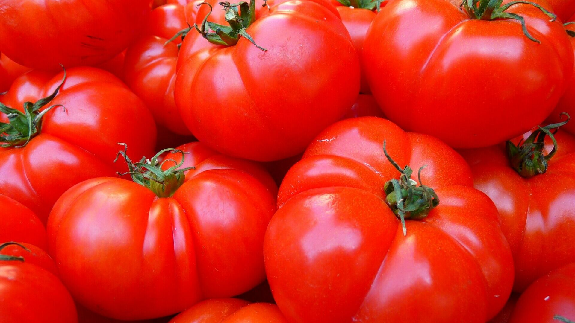 Время сажать помидоры: 5 сортов минусинских томатов, которые покорили мир