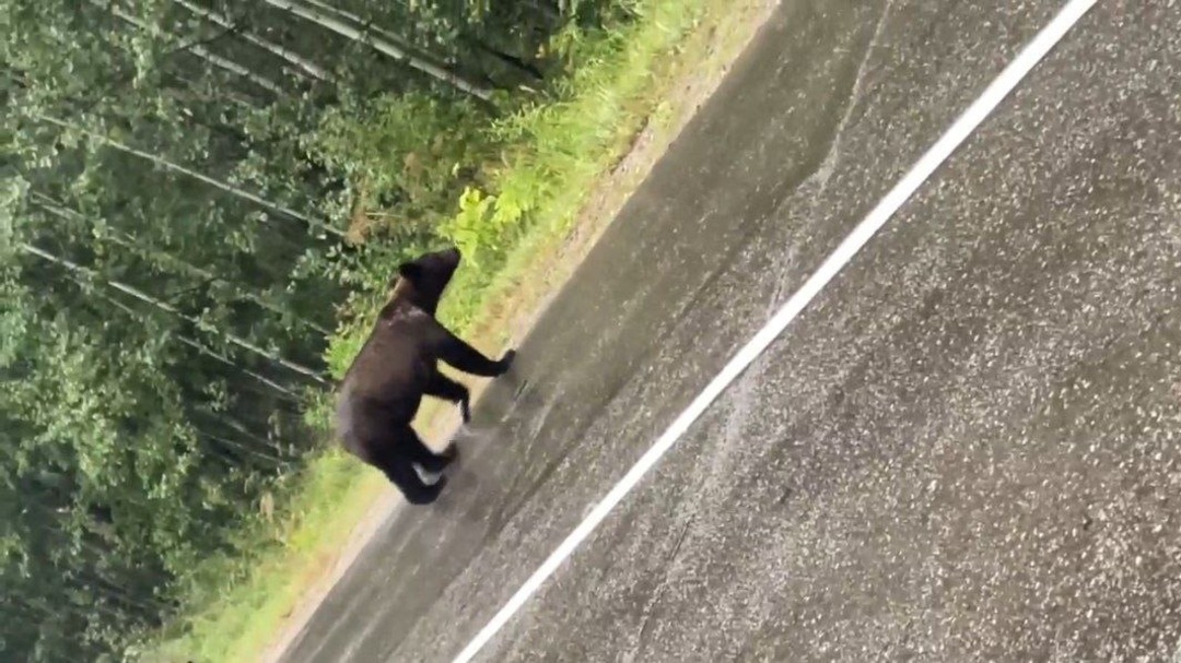 В Красноярском крае медвежата прогулялись по трассе
