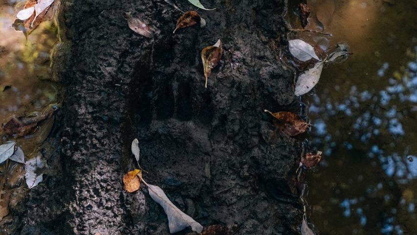 Красноярский фотограф заметил следы медведя на Манской петле