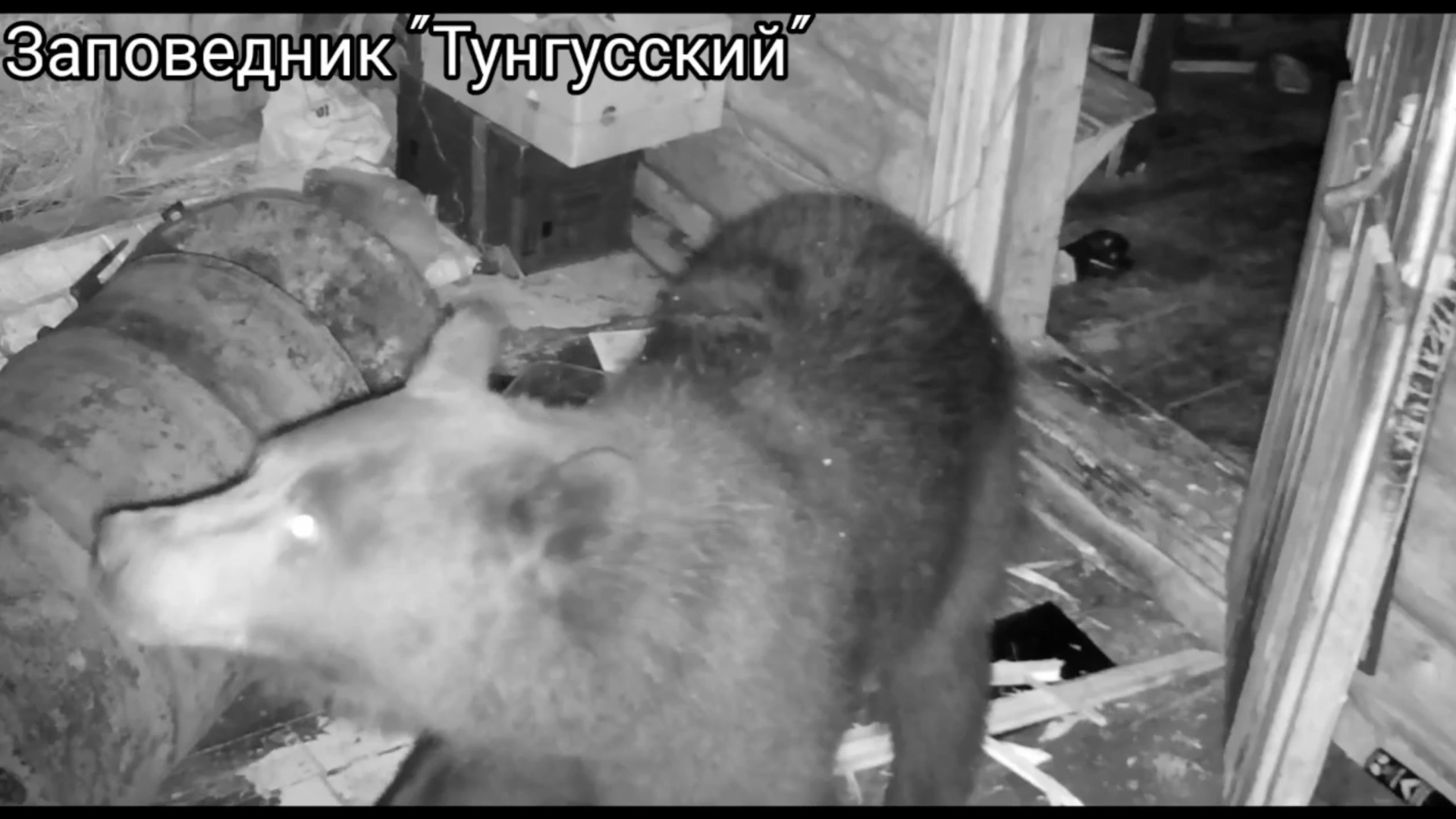 На севере Красноярского края медведь залез в избушку в заповеднике и попал на видео