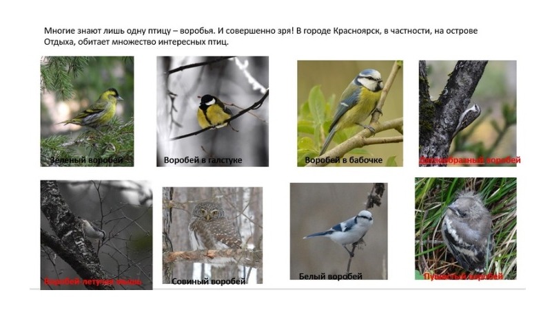 Орнитолог рассказал, сколько птиц обитает на острове Отдыха