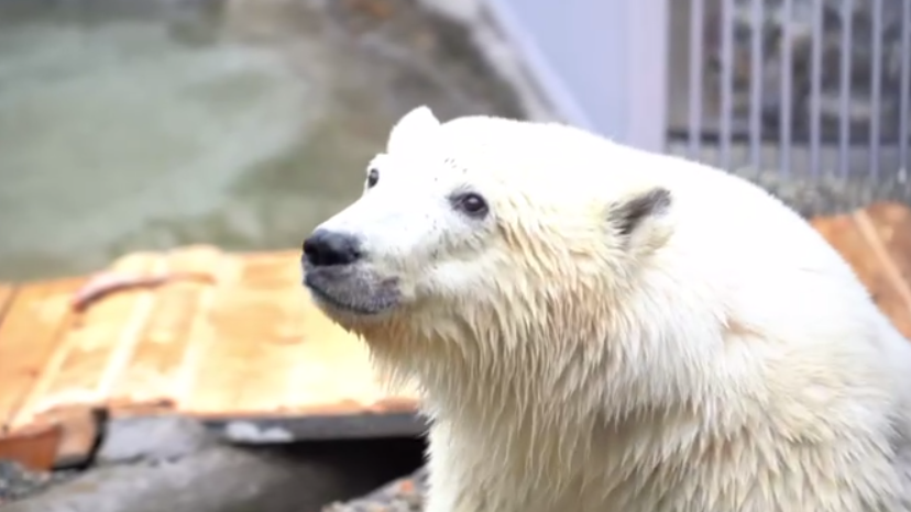 Россияне требуют найти обидчиков белого медведя Диксона — красноярскую полицию завалили обращениями со всей страны