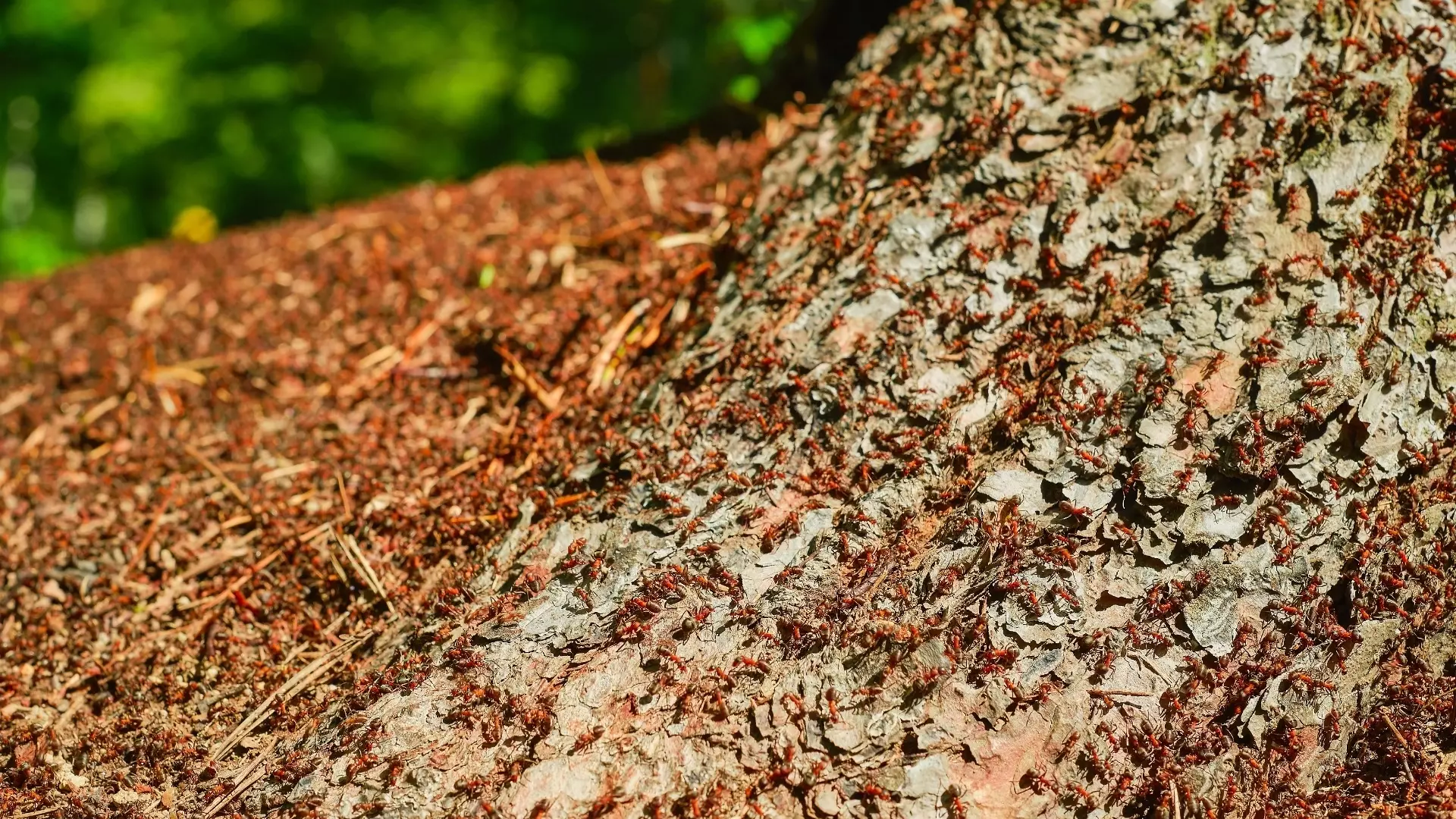 Жительница Красноярского края заразилась редкими паразитами от муравьев