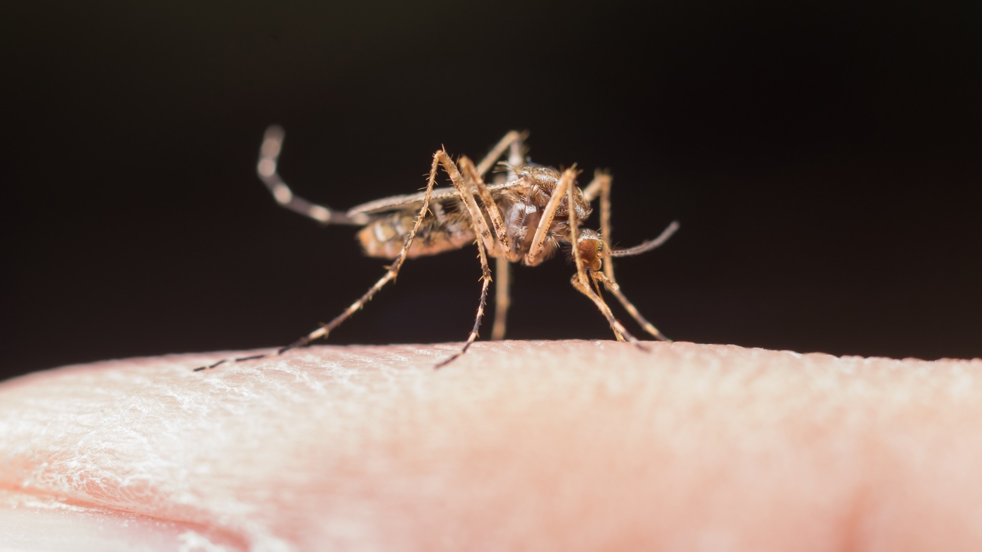 Красноярцам рассказали, переносят ли лихорадку Западного Нила местные комары