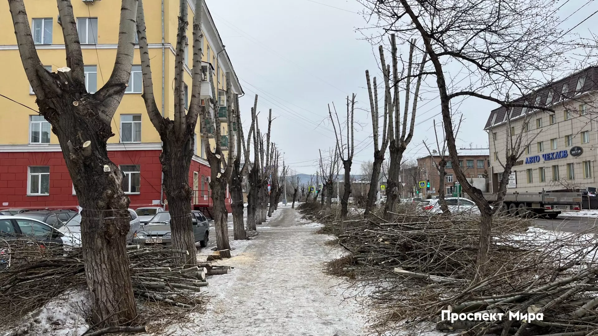 Эксперт назвала уродством массовую обрезку деревьев на правом берегу Красноярска