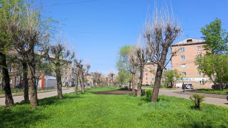 В Красноярске составят план по вырубке деревьев