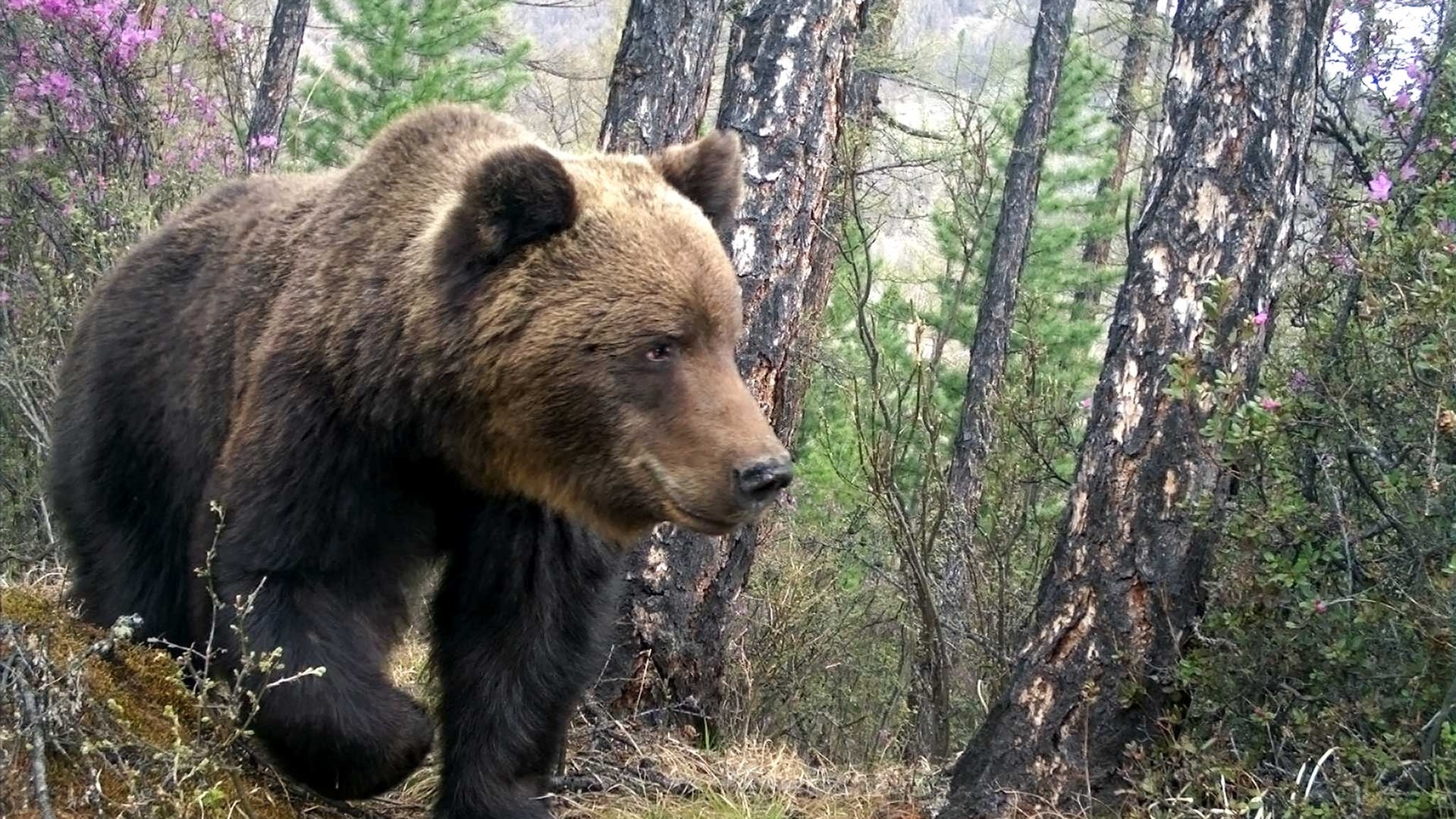 Медведь раскопал могилы в Красноярском крае