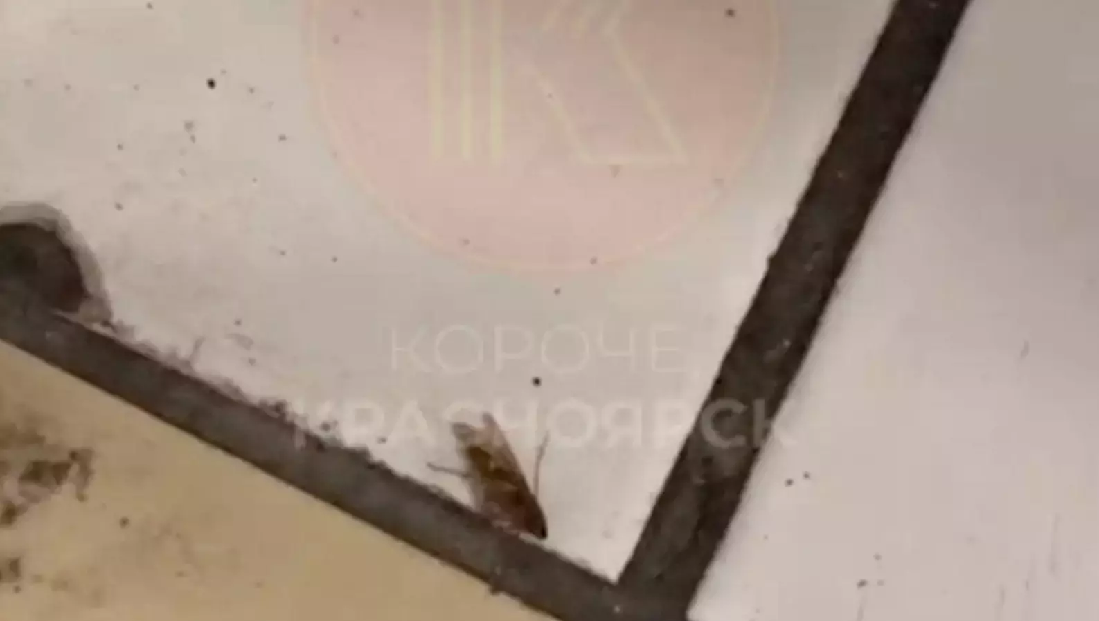 В мэрии отреагировали на тараканов в школах Красноярска