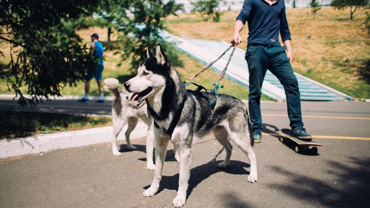 Красноярцы могут найти место для выгула собак через телеграм-бот