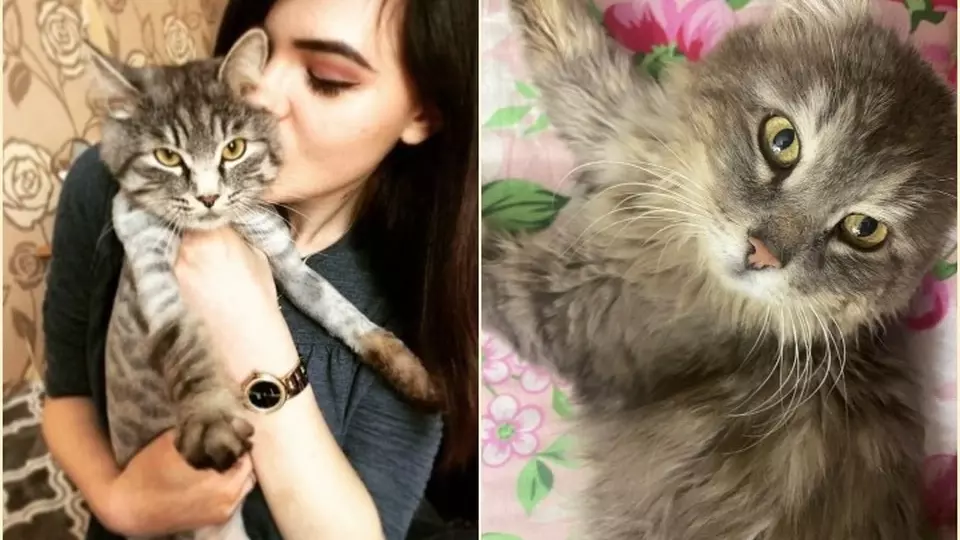 Красноярка шесть лет искала пропавшего кота, и она наконец-то встретились