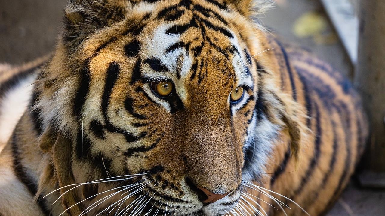 В красноярском зоопарке показали тигрицу-модель