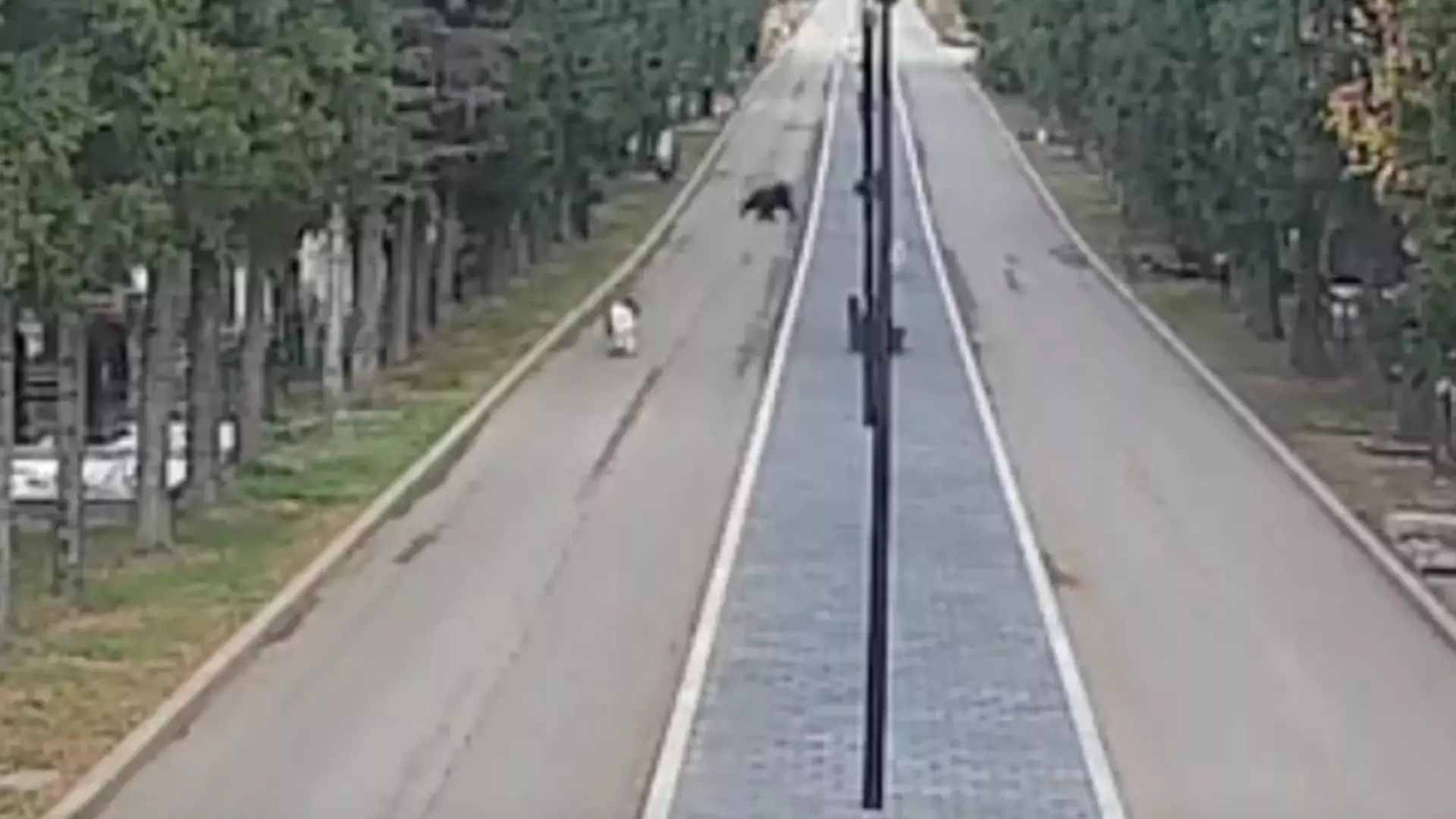 В Красноярске медведь пришел на кладбище и уже сутки скрывается от полиции