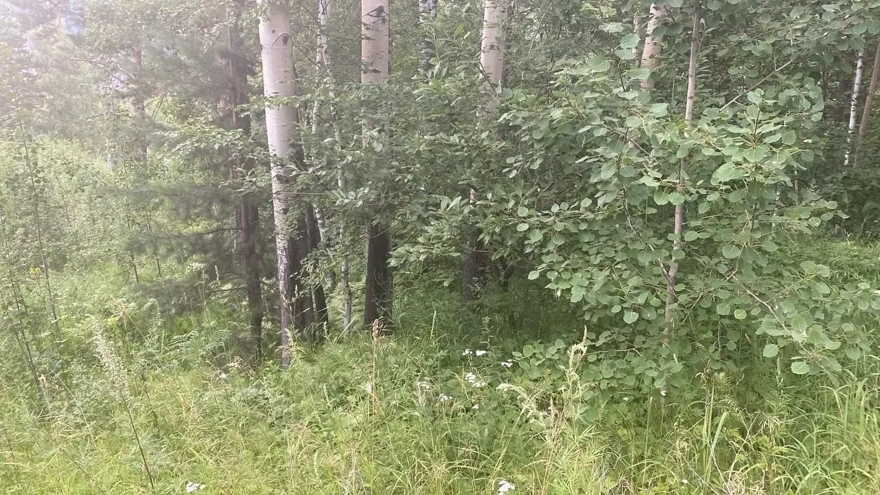В лесу Дивногорска нашли жестоко убитую собаку