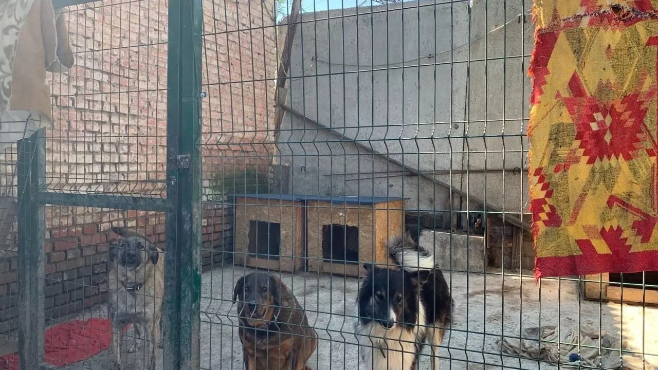 Собаки в приютах города