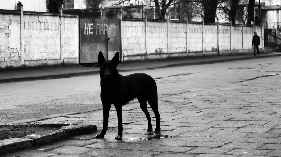 За год собаки покусали больше 3 тысяч жителей Красноярского края