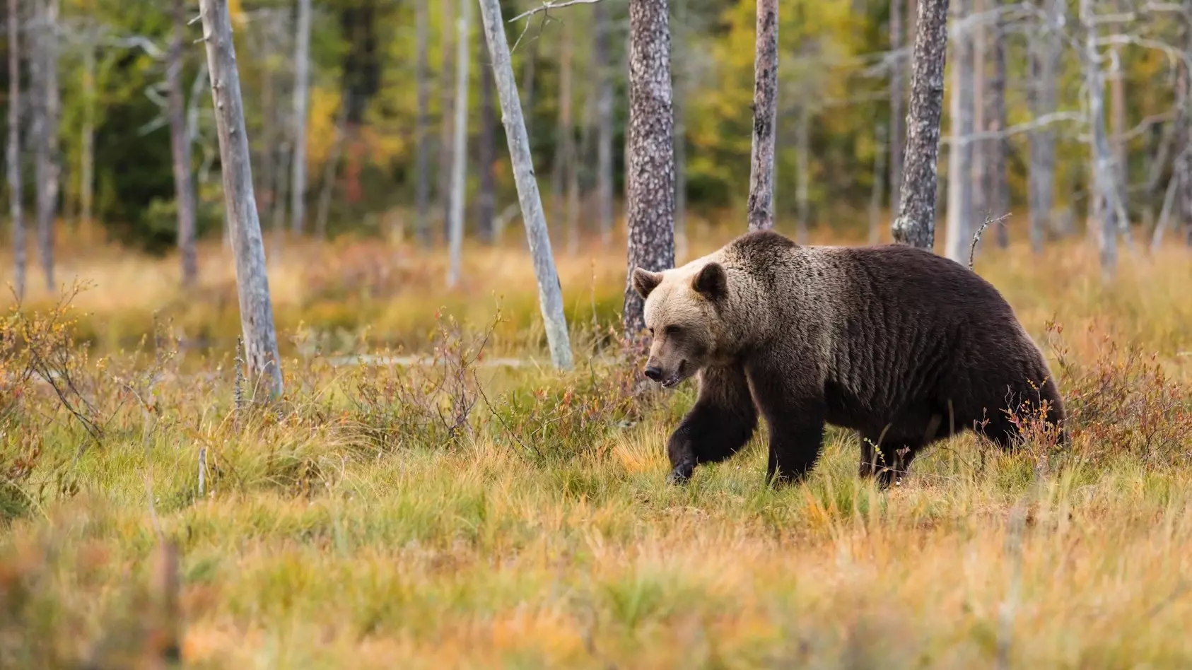 В Нескольких районах Красноярского края проснулись медведи