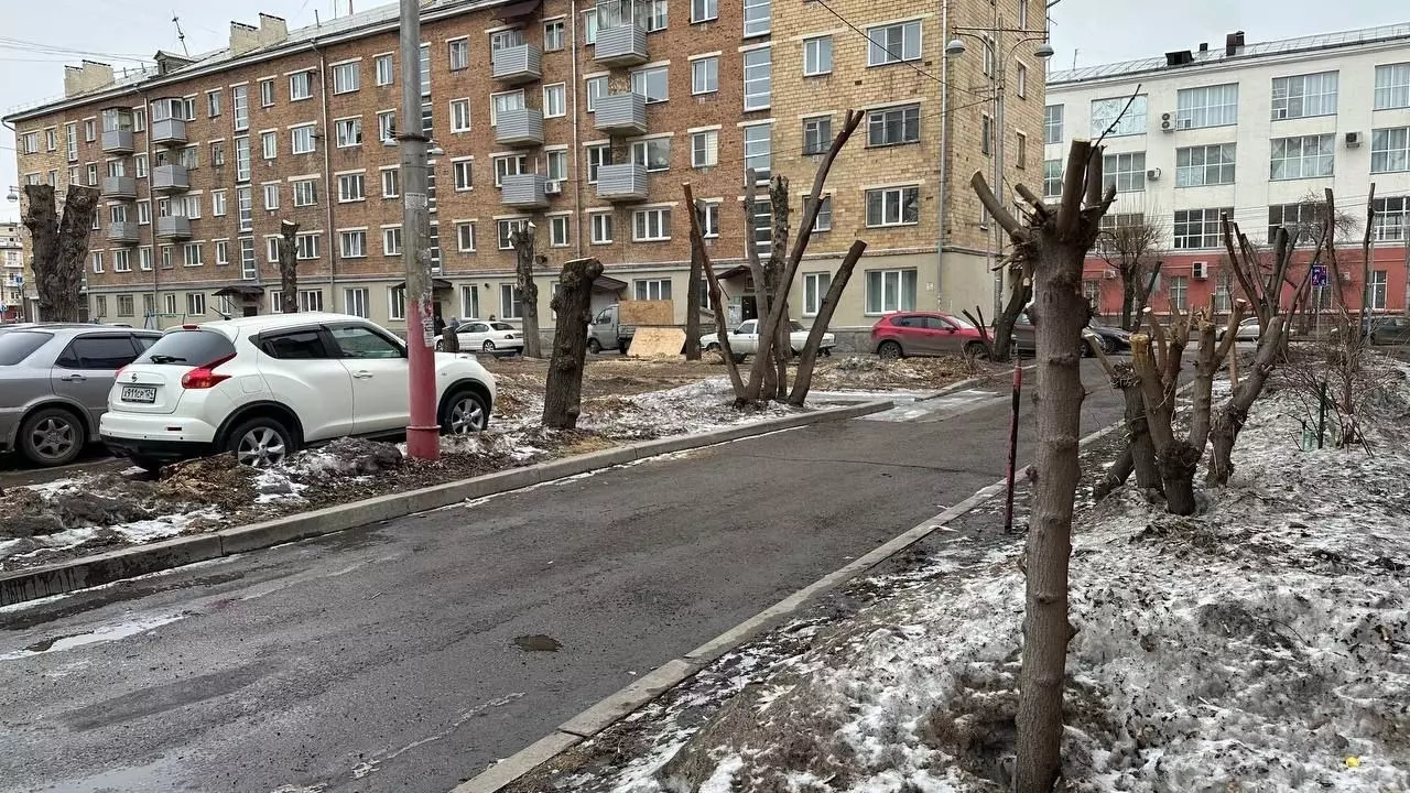 У Красной площади в Красноярске деревья обрезали под пни