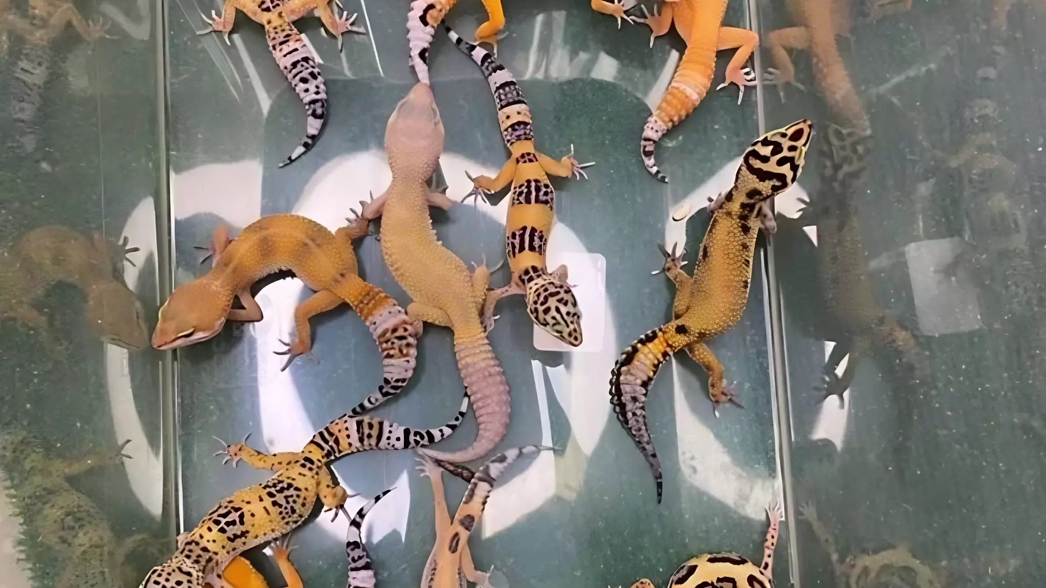 В красноярские зоомагазины перед Новым годом привезли множество ящериц