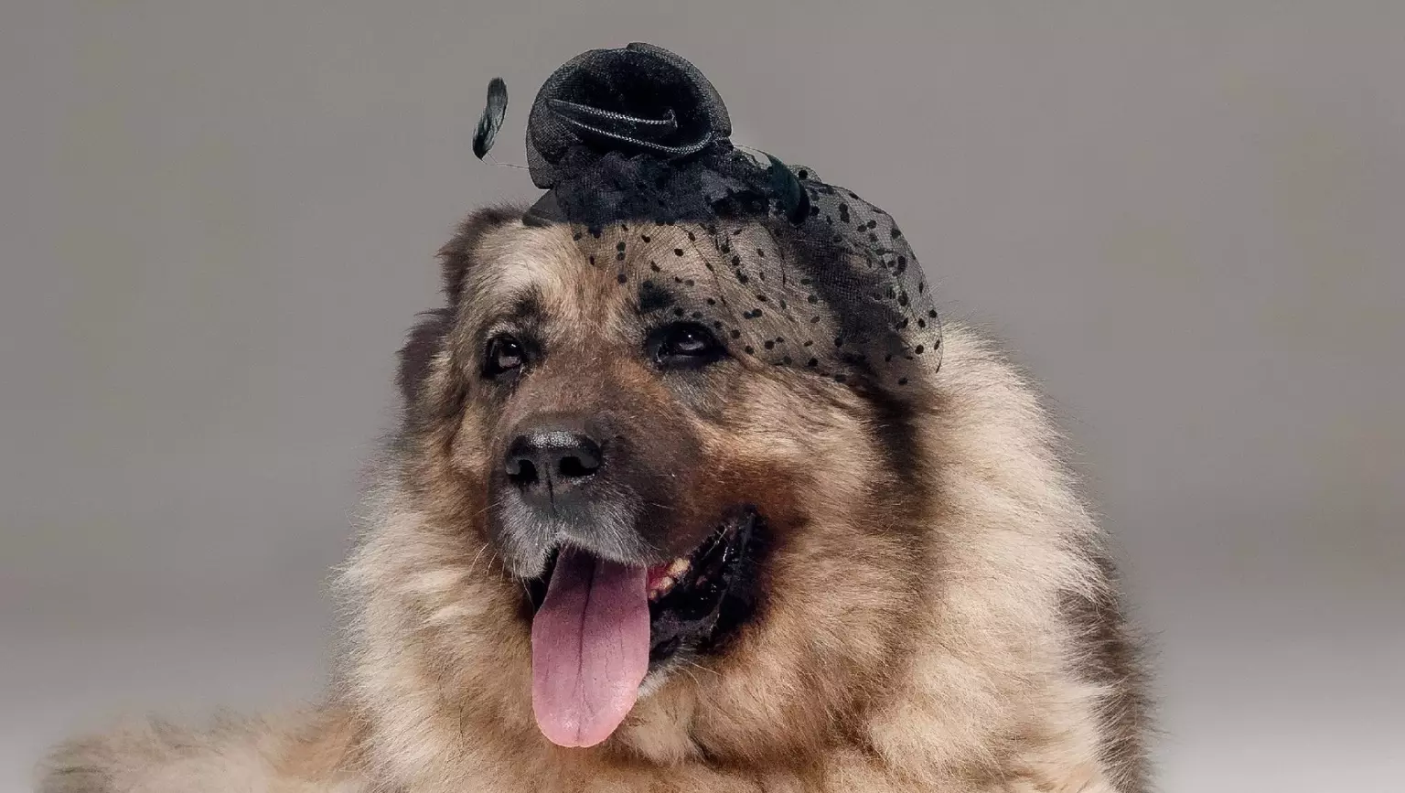 Красноярский фотограф сняла собак из приюта как моделей Vogue