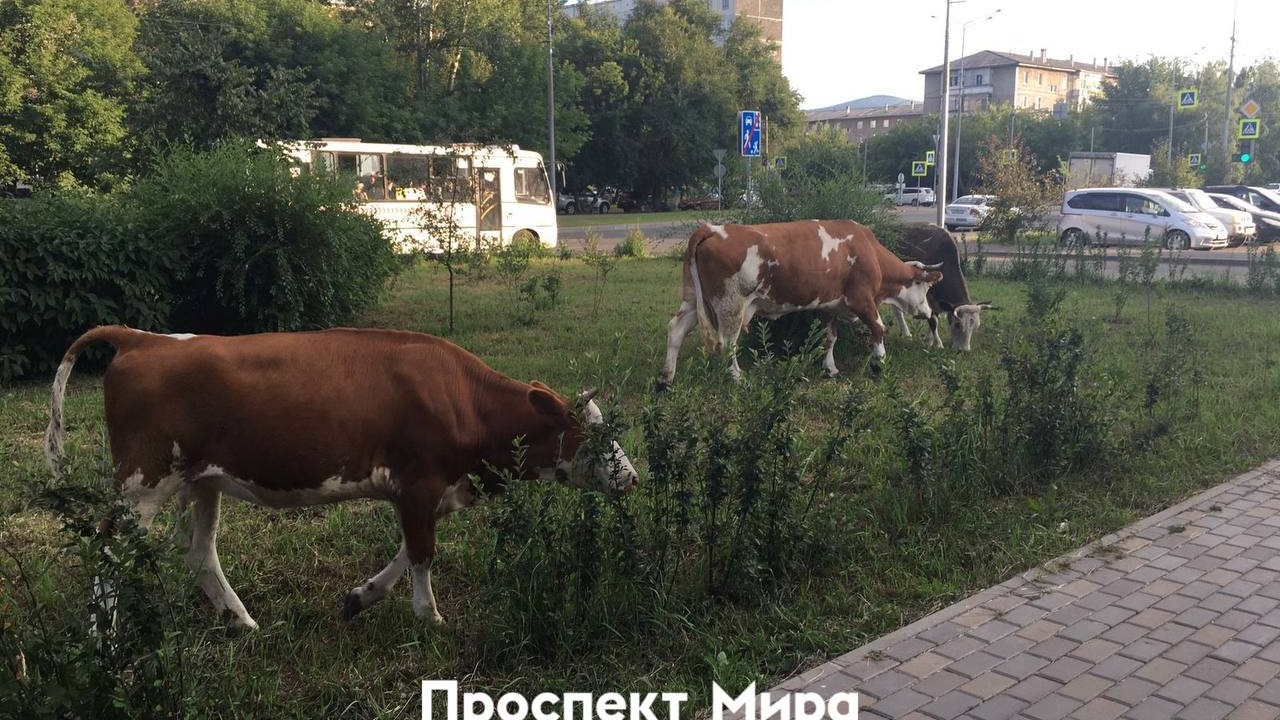 Коровы терроризируют жителей правобережья Красноярска